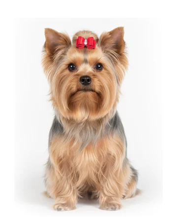 Un Yorkshire Terrier con pelo largo y brillante