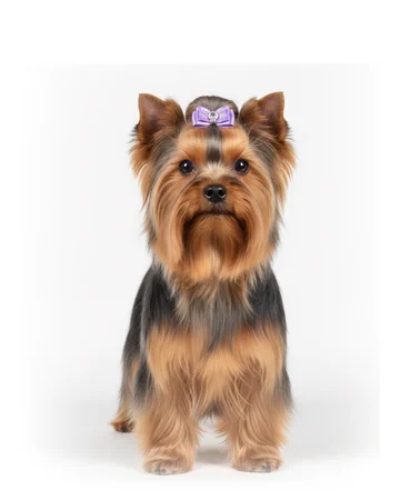 Un Yorkshire Terrier arreglado para el ring de exposición