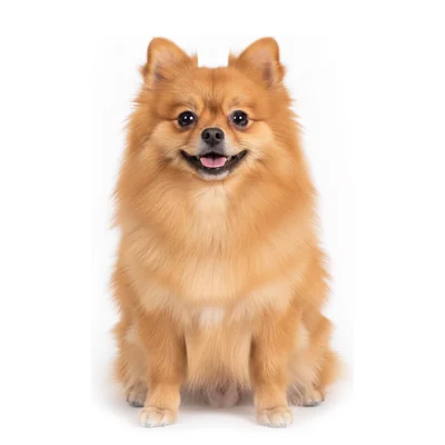 Un Pomerania con un pelaje abundante color albaricoque