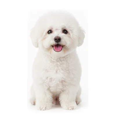 Un Bichón Frisé blanco
