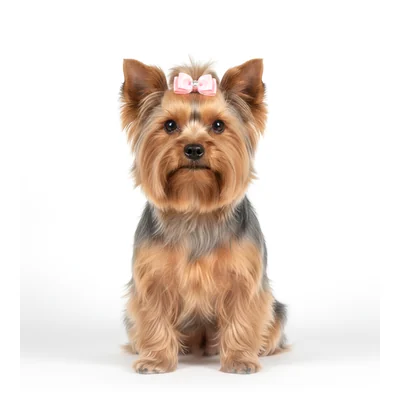 Un Yorkshire Terrier con un moño rosa
